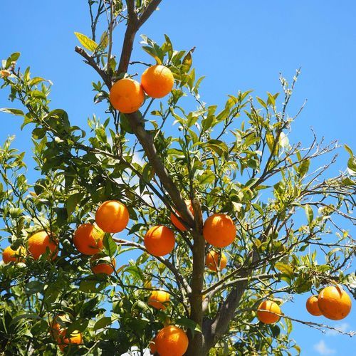The Orange Grove