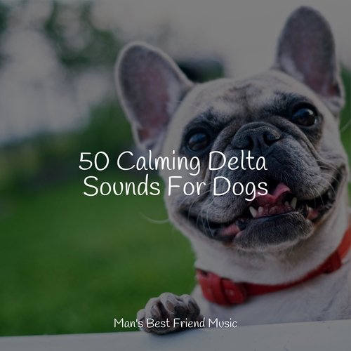 50 Calming Delta Sounds For Dogs