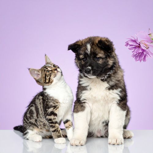 Juguetes Masticados En Paz cover art