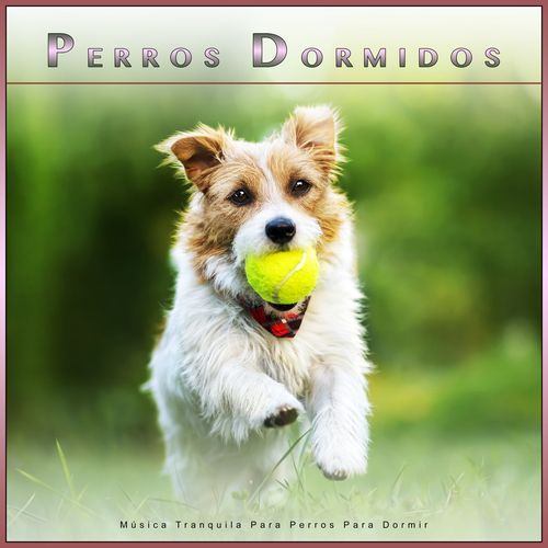 Colectivo De Música Para Perros cover art