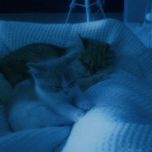 quiet fracture