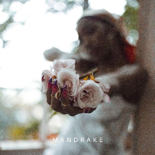 Mandrake