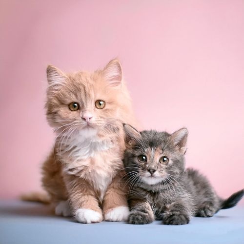 Mantas Suaves Para Gatos Dormidos cover art