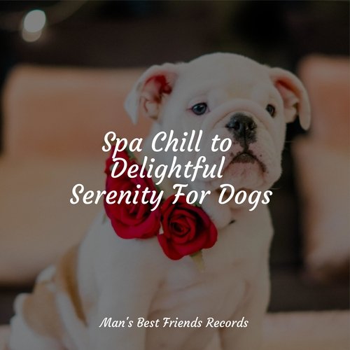 Spa Chill to Delightful Serenity For Dogs_poster_image