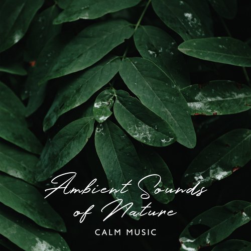 Natural Forest Sounds cover art