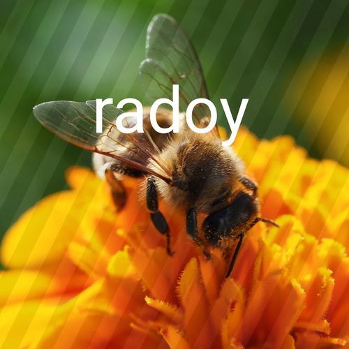 radoy