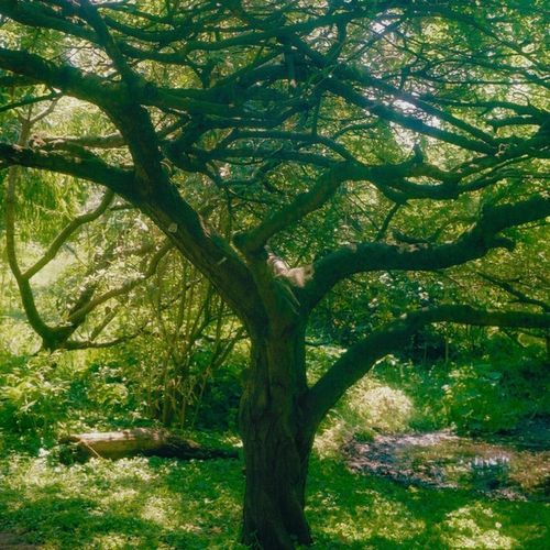 the trees cover art