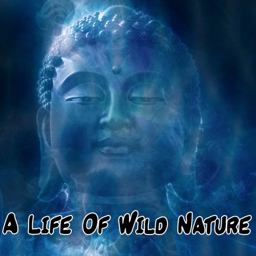 A Life Of Wild Nature