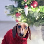 Song of Father Christmas