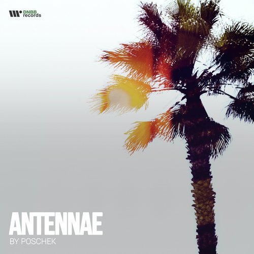 Antennae cover art