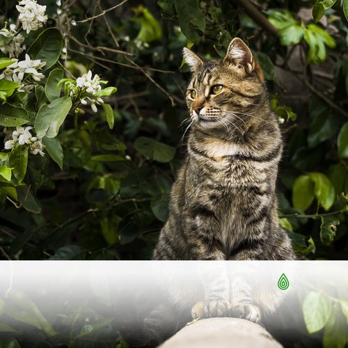 Tôt le Matin Libre dans le Jardin