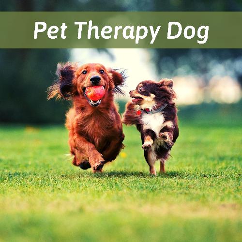 Pet Therapy Dog - Relaxing Music to Promote a Deeper Impact of Connection