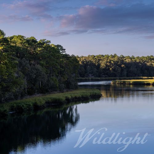 Wildlight cover art