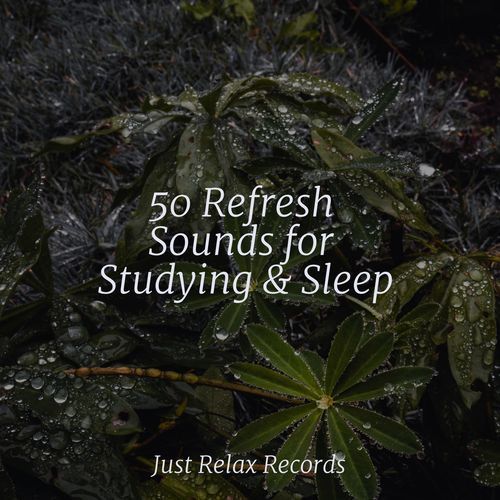 50 Refresh Sounds for Studying & Sleep