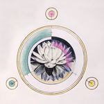 _•lotus•_