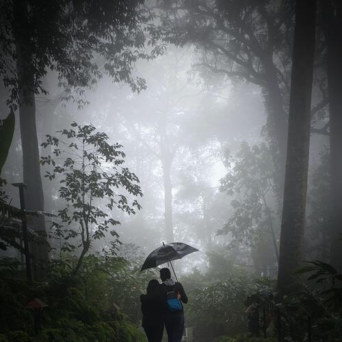 Deep Relaxation with Light Rain Sounds and Footsteps in Nature_poster_image