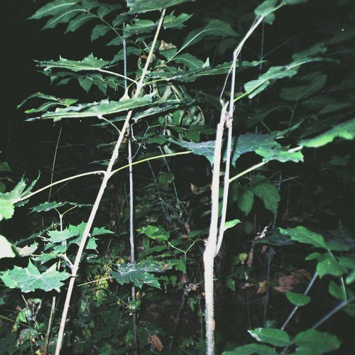 Noisewall cover art