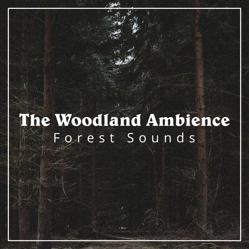 Windy Wednesdays cover art