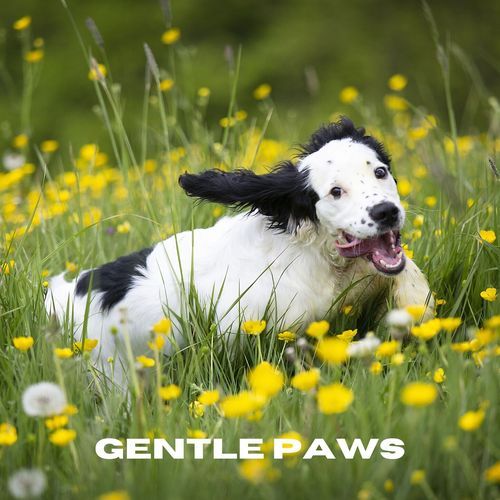 Gentle Paws_poster_image