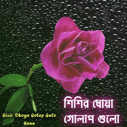 Sisir Dhoya Golap Gulo (Bengali)