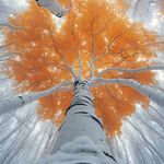 Éveil Conscient (Slowed and Reverb)