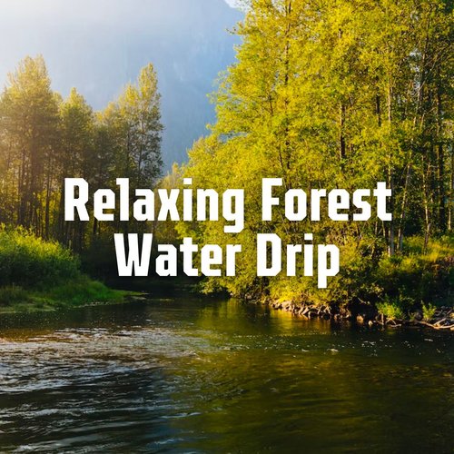 Relaxing Forest Water Drip_poster_image