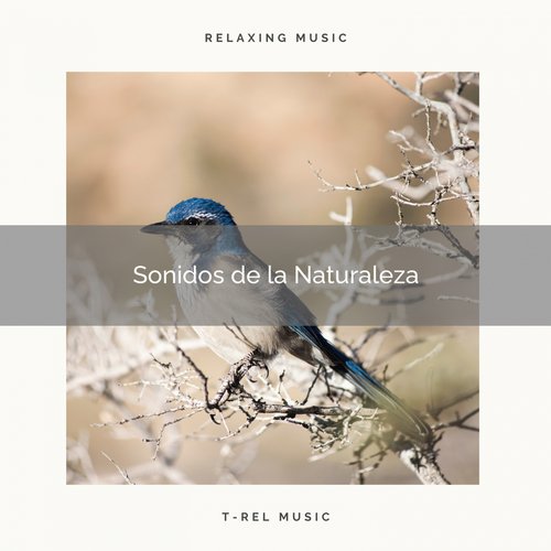 Sonidos de Pájaros Salvajes del la Selva para Dormir cover art