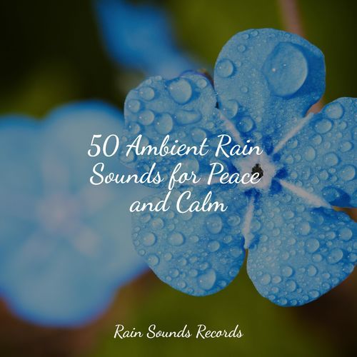 50 Ambient Rain Sounds for Peace and Calm