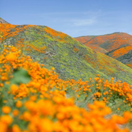 Robots Dancing In The Green Poppy Meadow