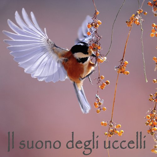 Cardellino cover art