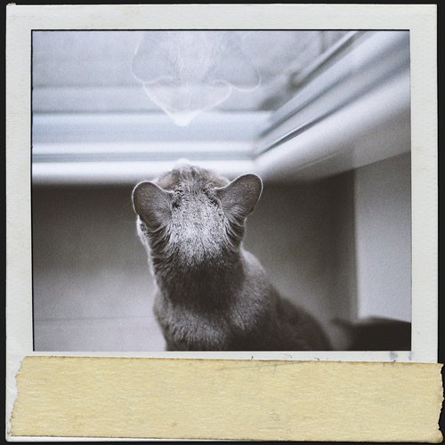 temps pour animaux de compagnie