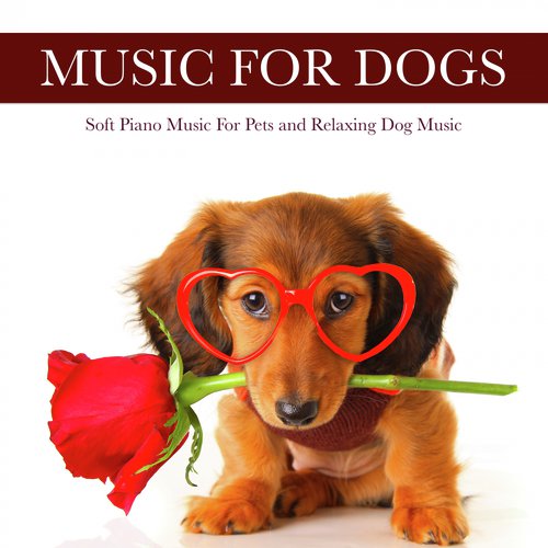 Piano Music For Pet Relaxation