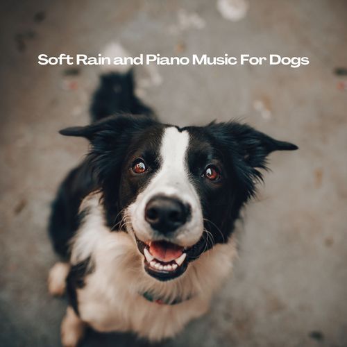 Soft Rain and Piano Music For Dogs