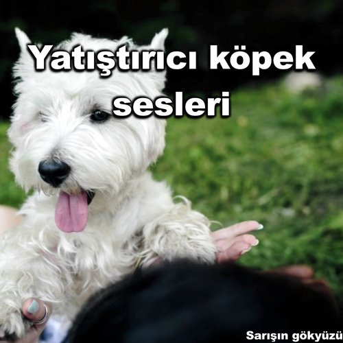 Sassy adımlar