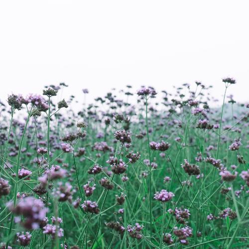 漏下来的月色 (八音盒) cover art