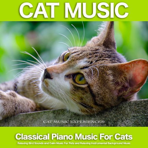 Sugar Plum Fairy - Tchaikovsky - Nature Sounds and Classical Piano - Background Classical Music and Bird Sounds - Cat Music - Relaxing Music For Cats