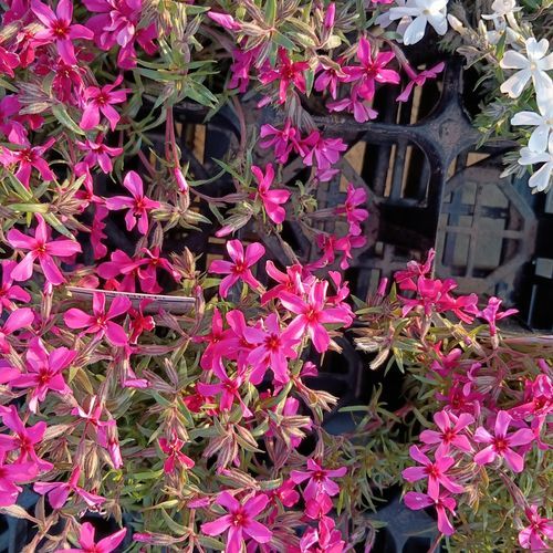 STAY TUNE