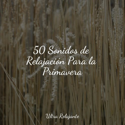 50 Sonidos de Relajación Para la Primavera_poster_image