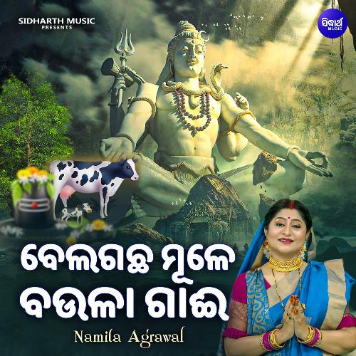Bela Gachha Mule Baulaa Gaai