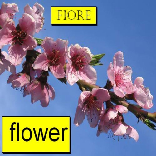 Fiore