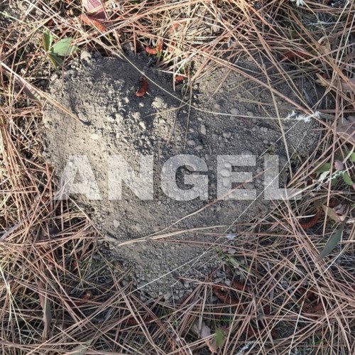 Angel cover art