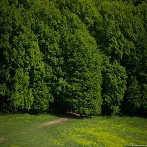 Kind Era cover art