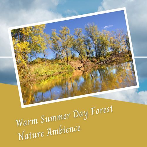 Warm Summer Day Forest Nature Ambience