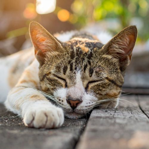 Melodías Suaves Que Reconfortan A Gatos Acogedores