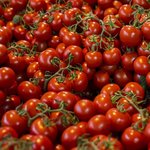 Bronx Pomodoro