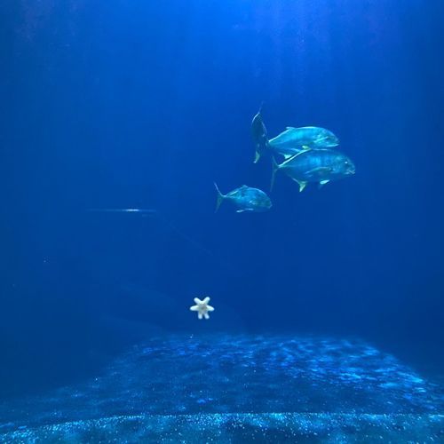 Sea