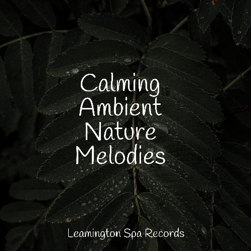 Focused, Relaxed cover art