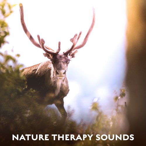 Sleep Sounds of Nature cover art