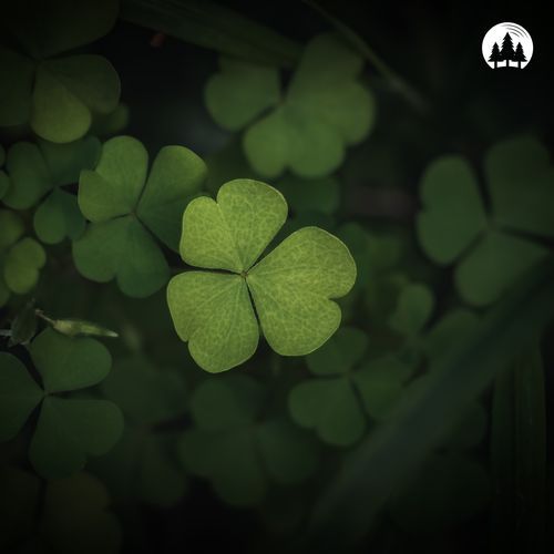 three leaf clover