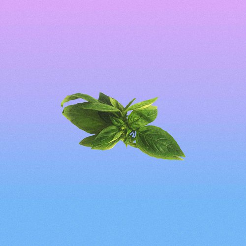 BASIL cover art